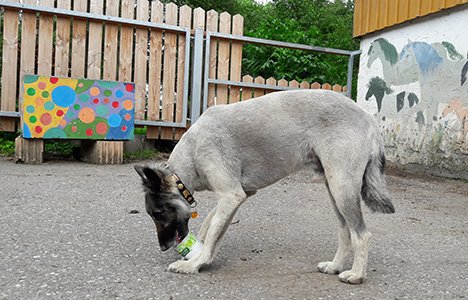 Mit den Ponys beim Baden
